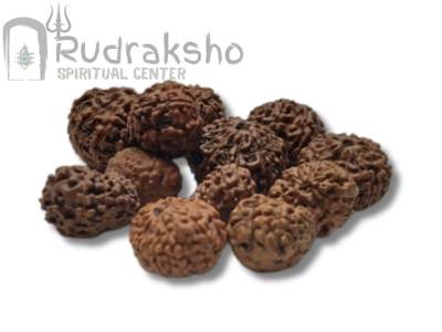 11 Mukhi Rudraksha from Indonesia